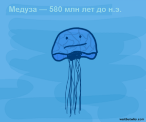 Meduza aureliya.png